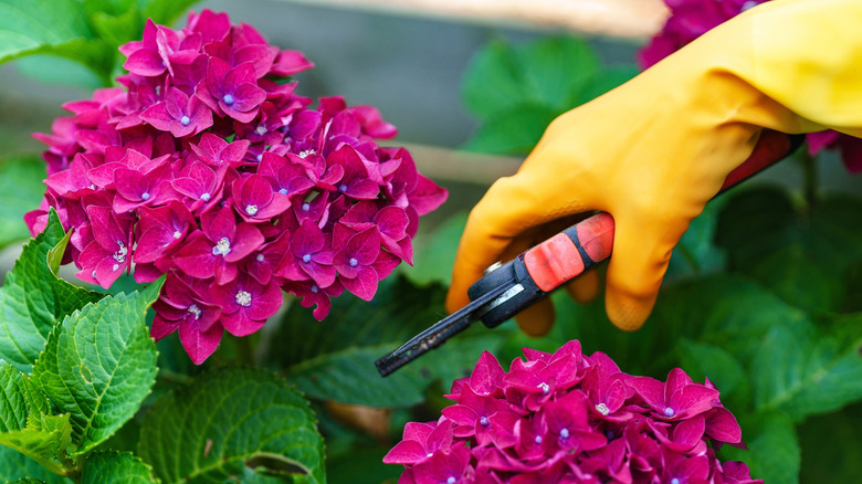 Woman in yellow garden gloves trims vibrant red hydrangea flowers.