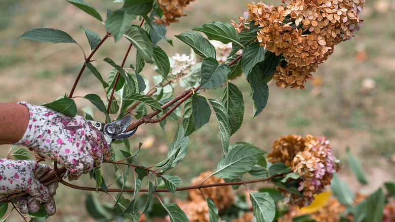 Woman prunes hydrangea bush in fall.