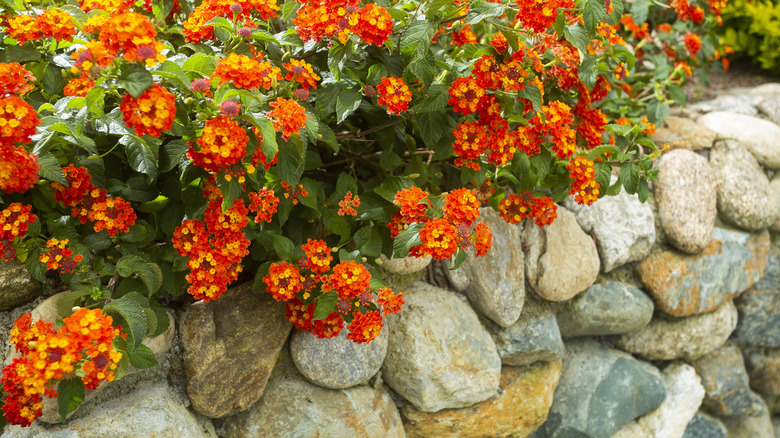 Red, orange, and yellow flowers are growing above a rock wall.