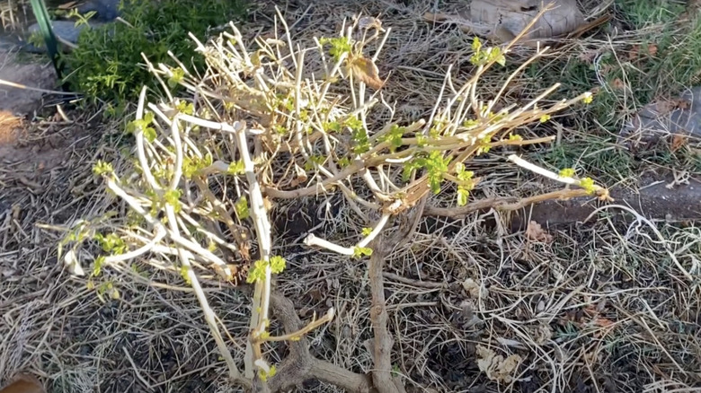 A light brown shrub cut low to the ground is beginning to sprout new light green leaves.
