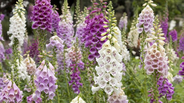 A garden of foxgloves in bloom.