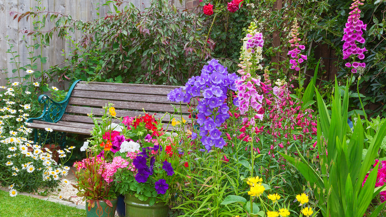 Foxgloves bloom next to a bench.