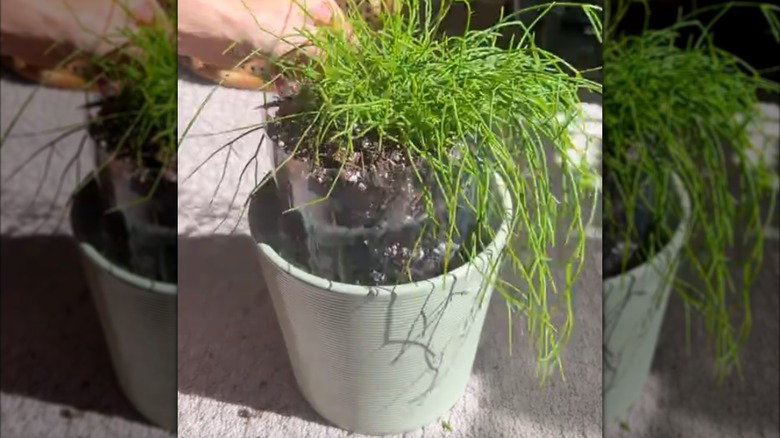 A plant in a pot liner is placed inside a planter to create a self-watering pot.