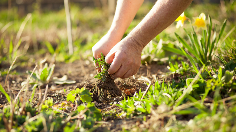 A gardener pulls weeds.
