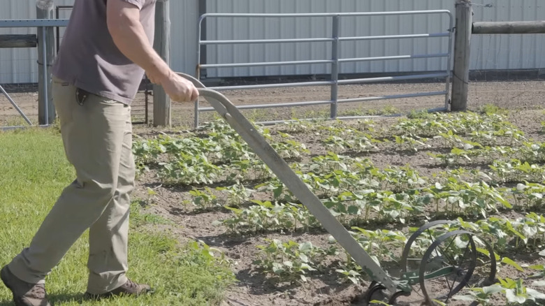 A man shows how to use a wheel hoe.
