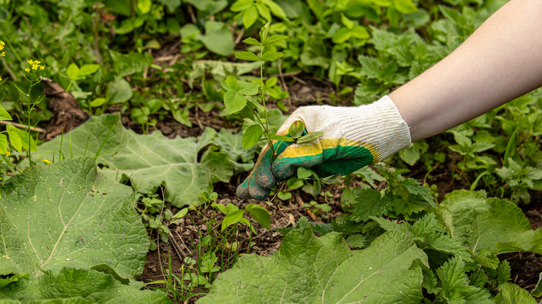 A person pulls weeds from their garden.