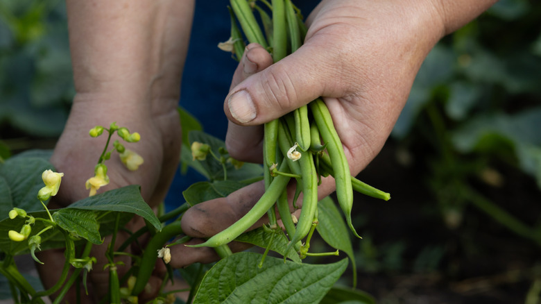 A gardener's hands harvesting green beans from a plant with green foliage and yellow flowers