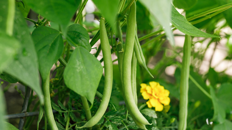 Green bean pods hanging on a green plant