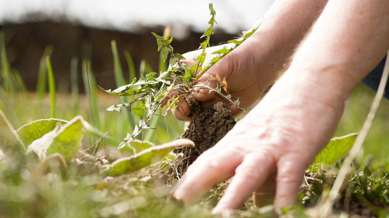A person pulling a weed from their yard