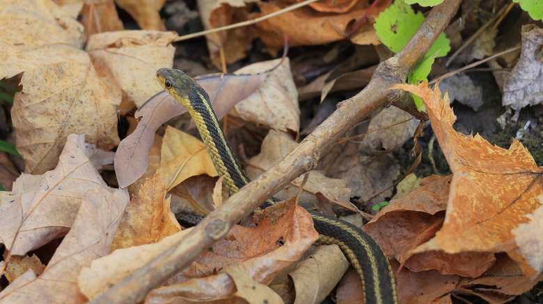 A garter snake slithers over autumn leaves and under a stick.
