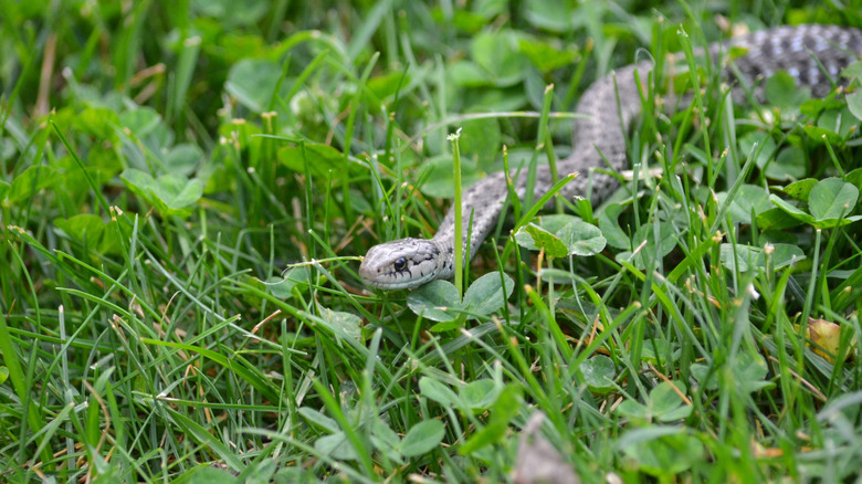 A garter snake slithers over the lawn