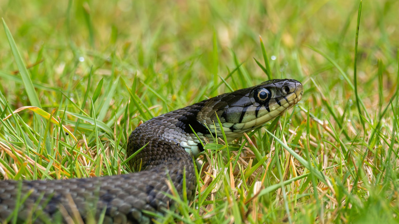 A snake slithering in the grass.