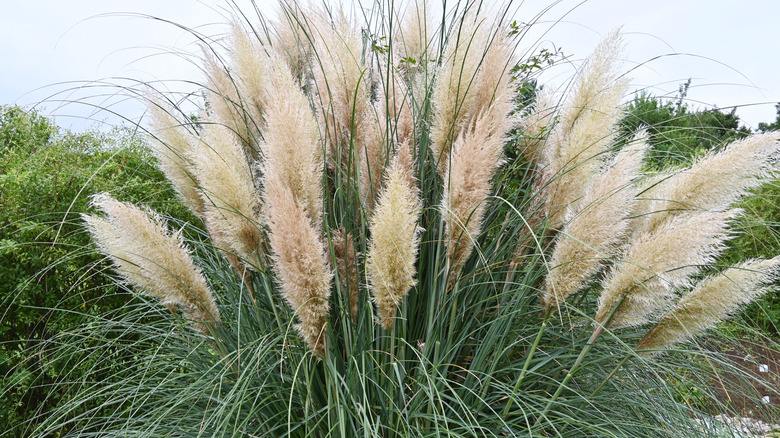 A clump of pampas grass sitting against a landscape.