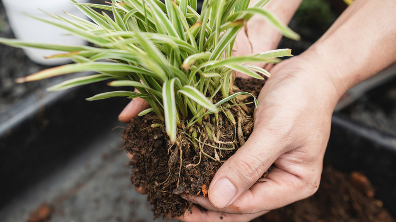 Someone holding a spider plant by the soil and roots.
