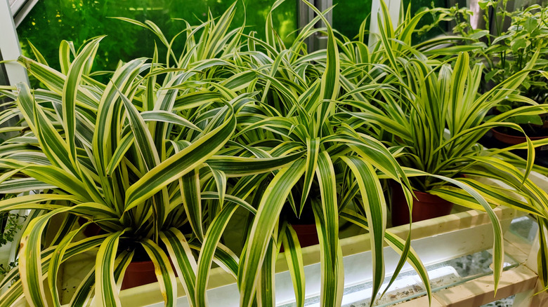Variegated spider plants thrive in pots.