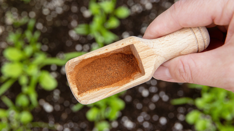 Cinnamon powder with a blurred garden background