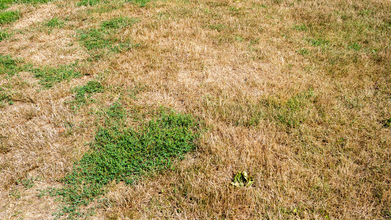 Dried grass