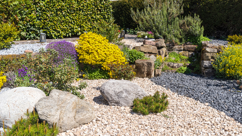 A dry gravel garden thrives with colorful flowers and evergreens.