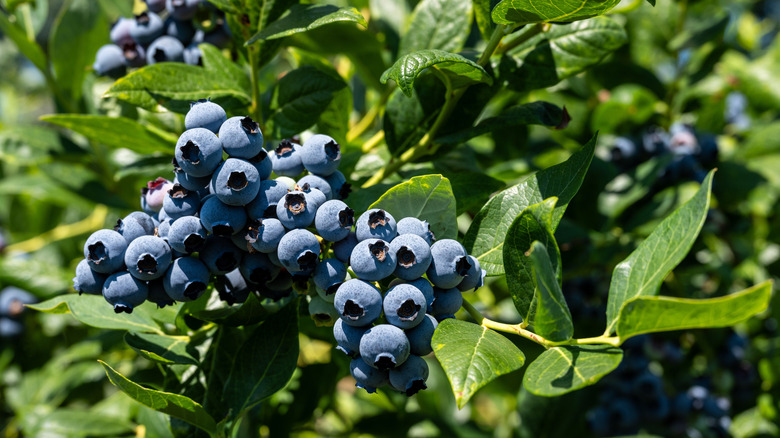 A cluster of blueberries is hanging off a bush.