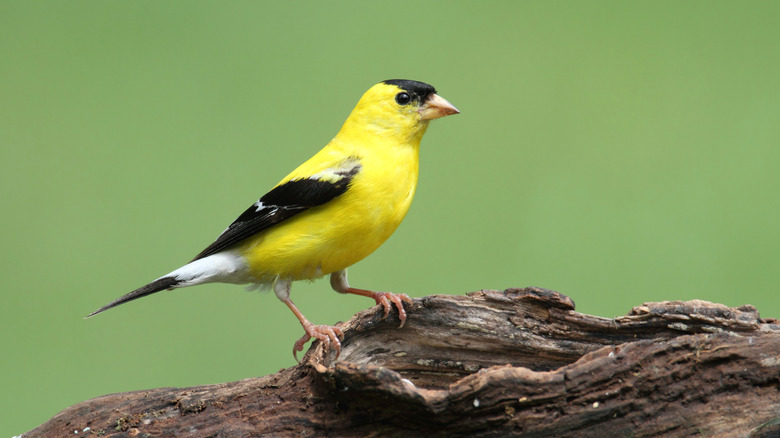 A goldfinch stands on a log.