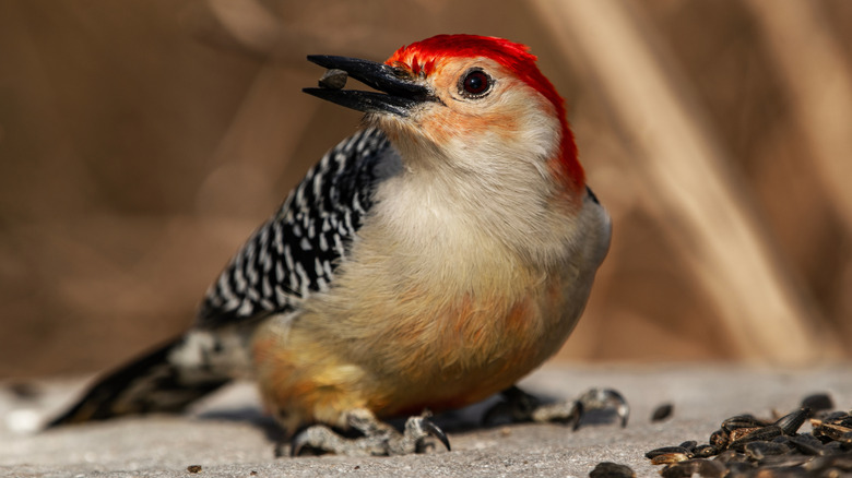 A woodpecker enjoys a snack of sunflower seeds.