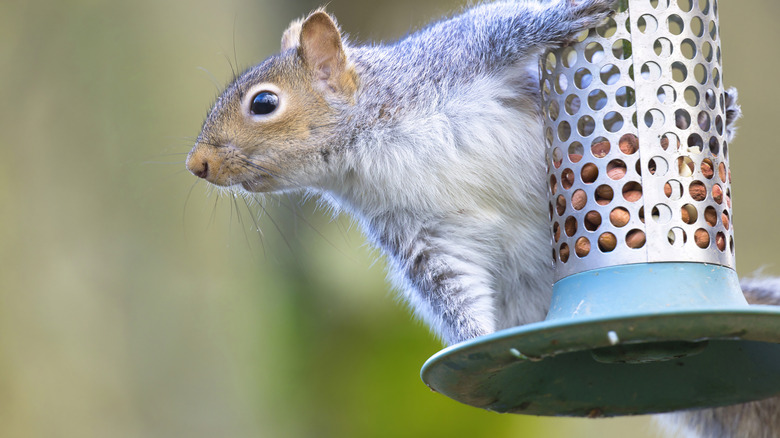 A squirrel clings to a birdfeeder.