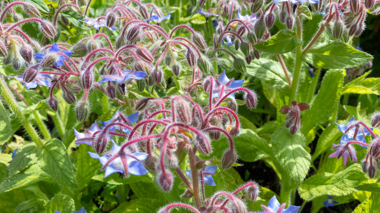 Blue borage flowers and green foliage