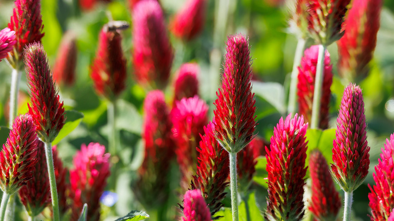 Close up of red clover in a field attended by a bee