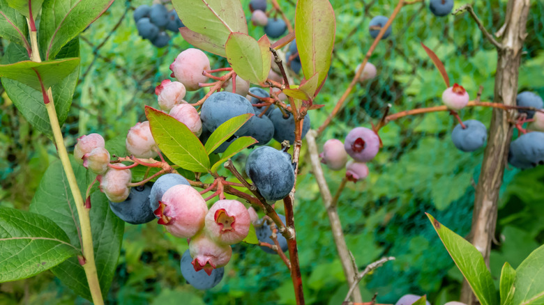 Closeup of ripe and unripe blueberries growing on a bush