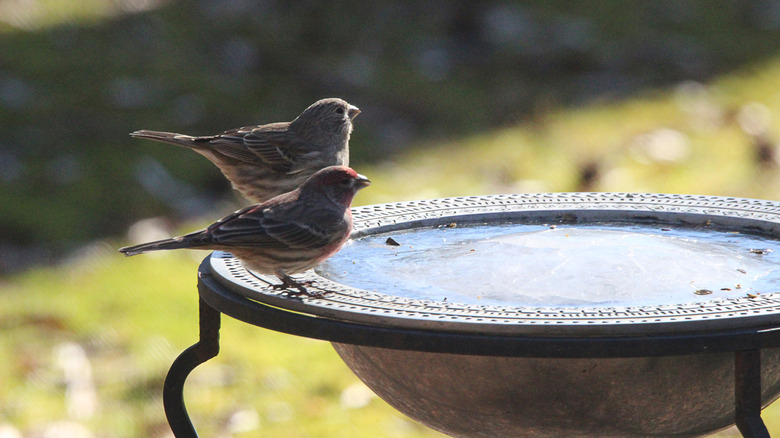 A bird bath has frozen water in it while two small birds perch on the edge.