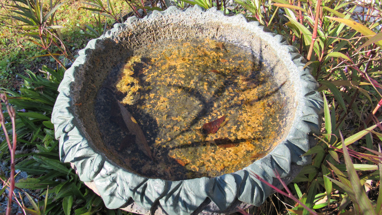 Orange-brown algae in a dirty concrete bird bath.