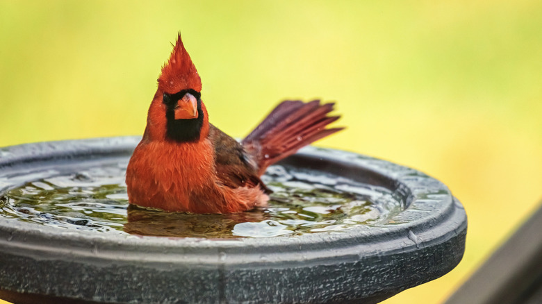 A male cardinal sits in a bird bath.