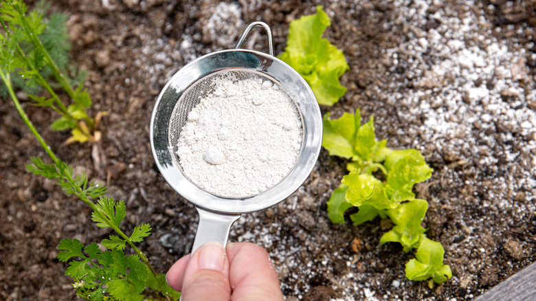 Gardener sprinkles diatomaceous earth on soil in the garden.