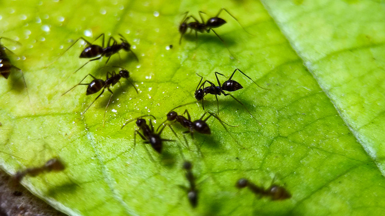 Close up picture of black ants on a leaf.