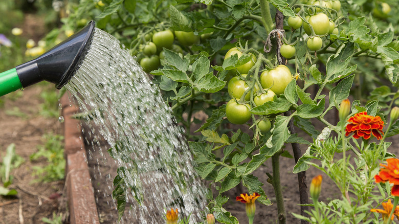 A spray of water falls at the base of a tomato plant heavy with green tomatoes.