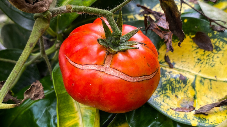 A large red tomato on the vine shows cracks in its skin.
