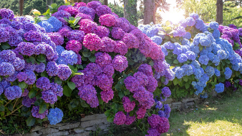 Hydrangeas bloom with blue and pink flowers.