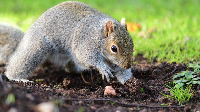 A squirrel digs in a garden.