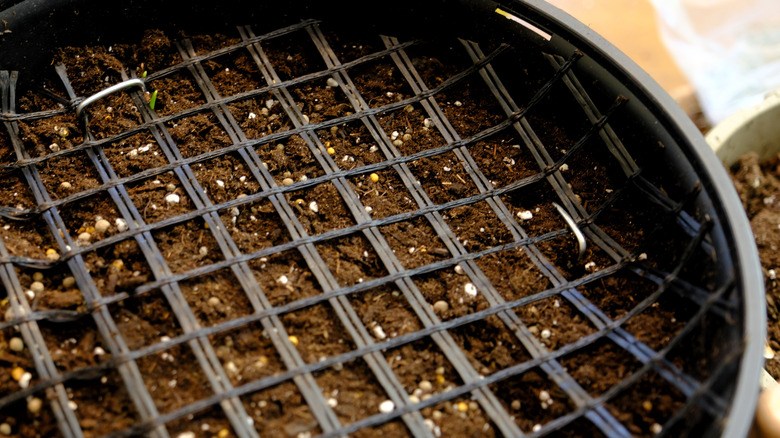 Flower pots have mesh over the top to protect the bulbs.