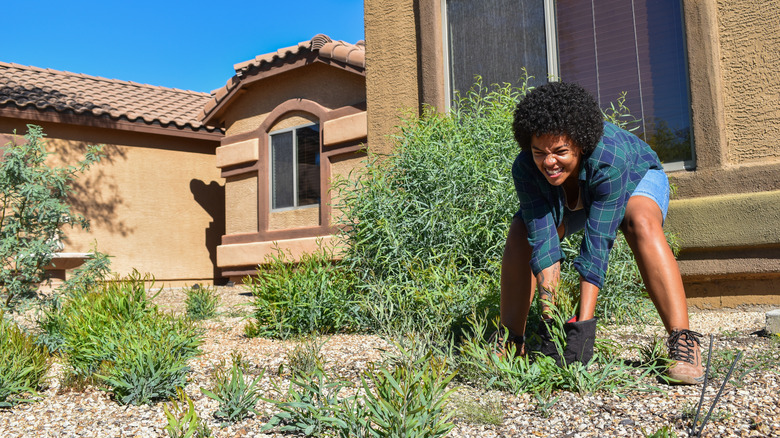 Woman crouches as she pulls weeds from her front lawn.