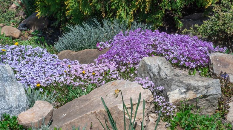 Purple and lavender creeping phlox grows around landscaping rocks.