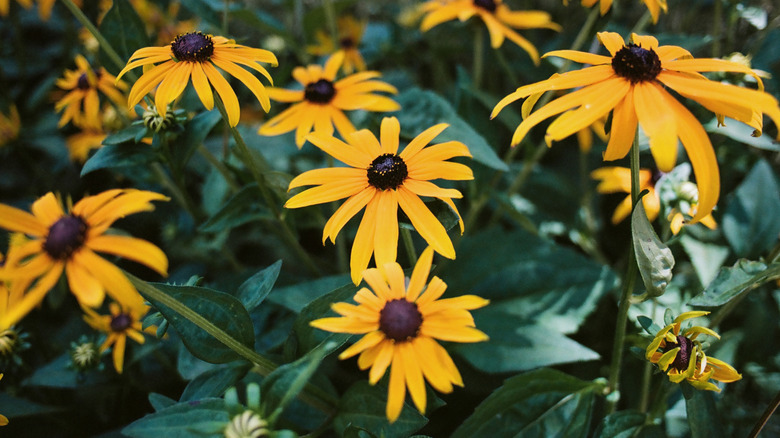 A close-up of a yellow Black-eyed Susan flowers with dark centwer