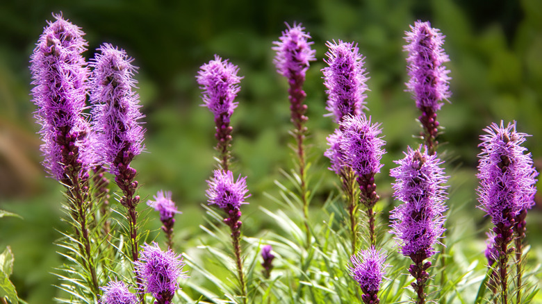 Tall purple blazing star flowers in full bloom in a garden setting