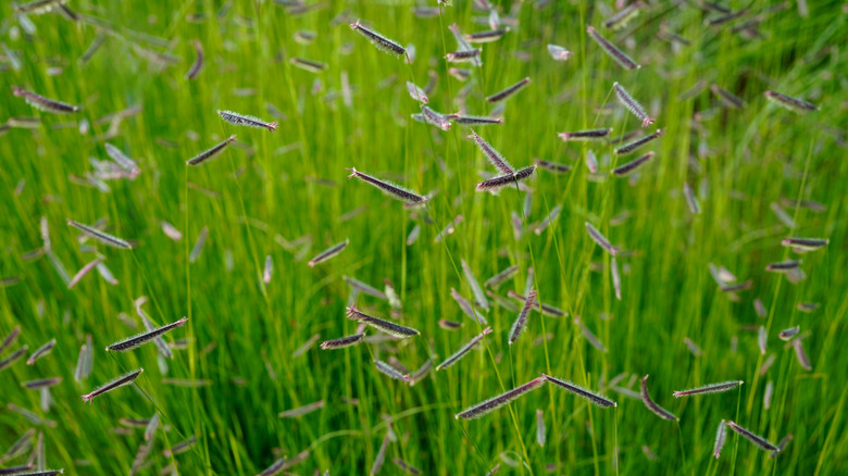 Blue grama grass with fine blades and eyebrow-shaped seeds