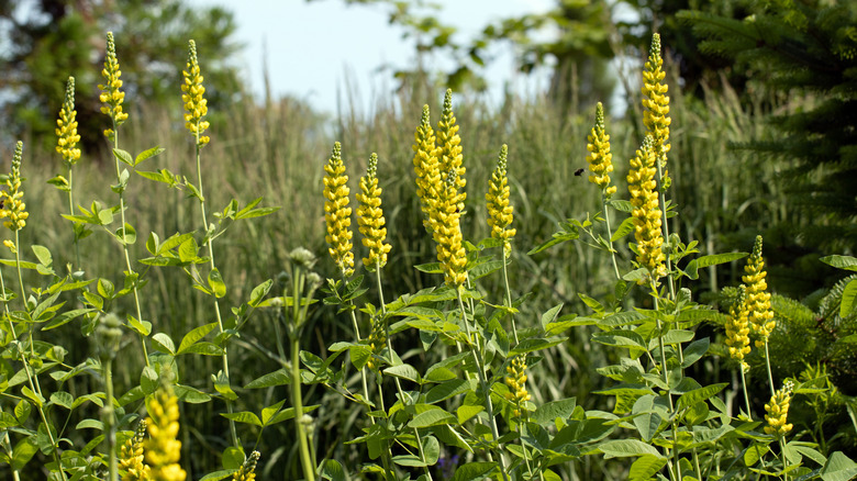 Up-close image of a field of yellow flowers and tiny green leaves