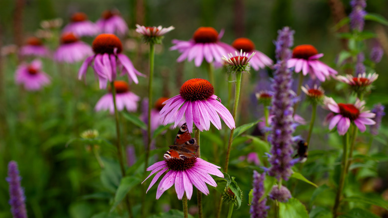 Purple coneflowers with red-orange centers in a garden