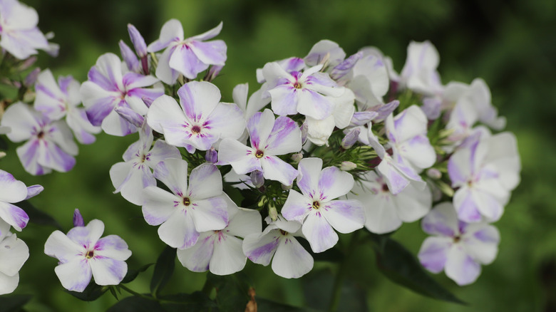 White and purple flowers of a creeping phlox in full bloom