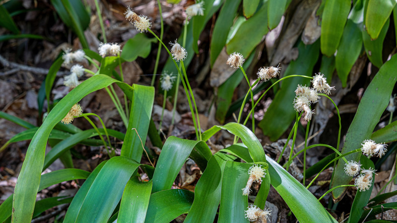 Fraser's sedge in bloom with white flowers visible