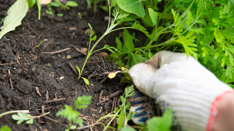 A person is removing weeds from a garden