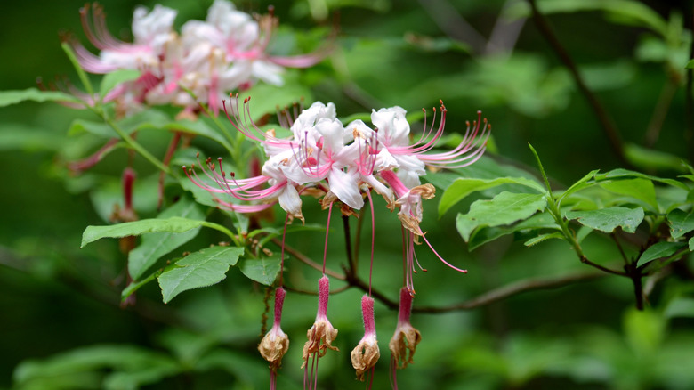A cluster of bright pink azalea flowers in full bloom